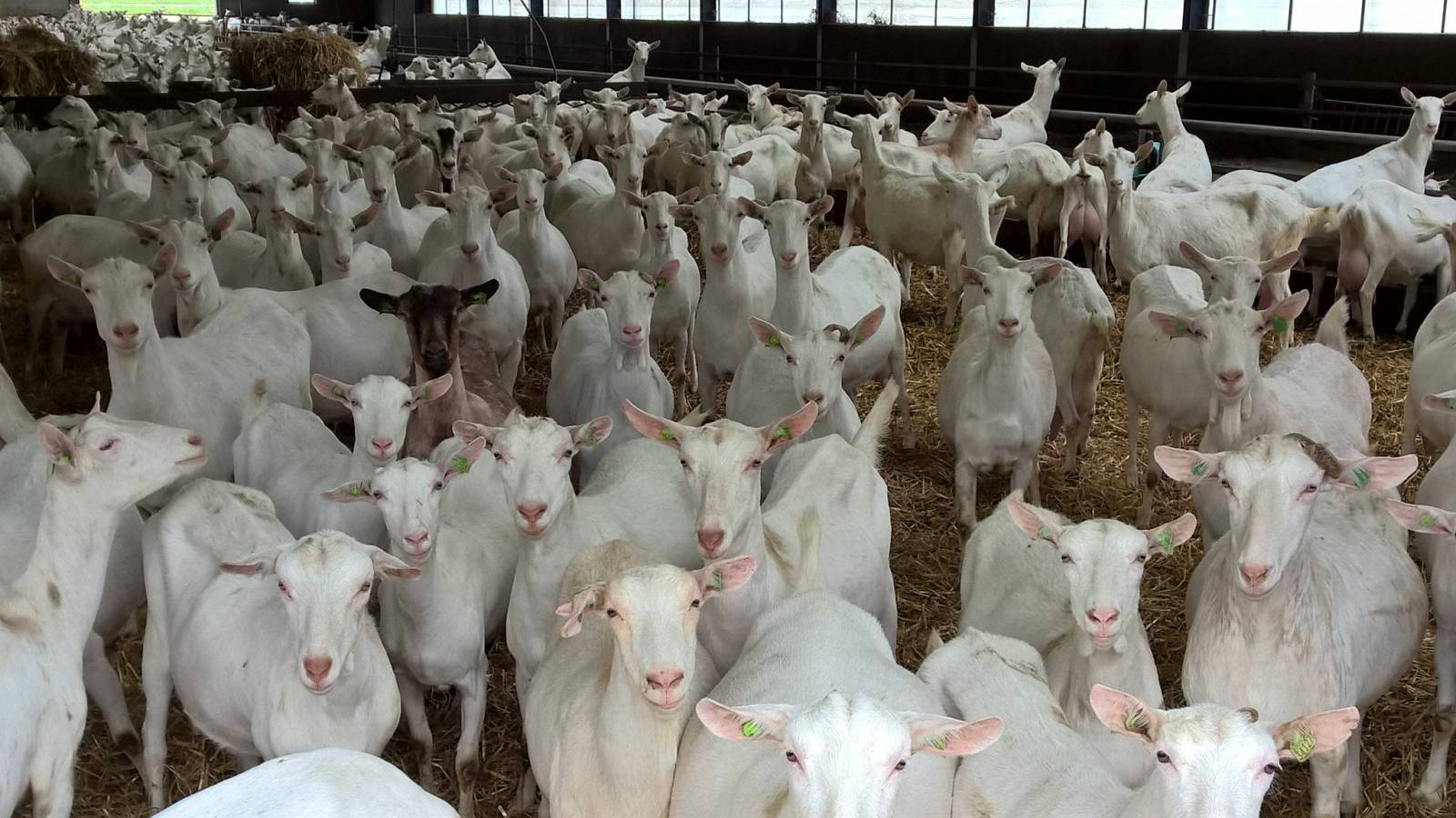 मुंब्रा बकरा मंदी पर रख रही है टीएमसी नज़र